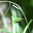 별풍경사초 [Carex maximowiczii var. levisaccus Ohwi] 이미지