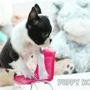 코리아 퍼피 이미지