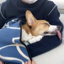 메이 동물병원 이미지