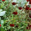Cosmos atrosanguineus(Chocolate Cosmos) 이미지