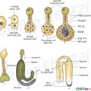 수목 유성생식 3부(배의 발달과 종자 성숙; 전배 초기배 후기배, 현수체 배병, 단위결과 단위결실...