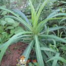 등원1리 이미지