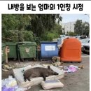 내방 돼지우리인데 엄마온대 이미지