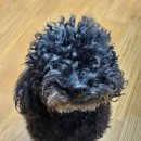 매일행복하개 이미지