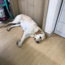 개 친절 펫택시 이미지