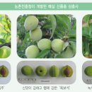 매실박사