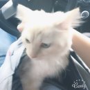 둘레길 동물병원 이미지