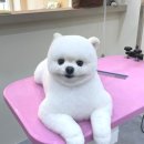 솜솜 애견미용 이미지