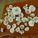 먹버섯 서리버섯-까치버섯 자연산버섯 판매- 이미지