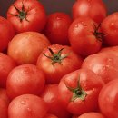 토마토 이미지