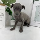 2개월 이탈리안그레이하운드 아이쥐 분양해요 이탈리안그레이하운드분양 강아지분양 강아지무료분양 아이쥐분양 강아지책임분양 아이쥐무료분양 이미지