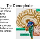 간뇌(=사이뇌, diencephalon) 이미지