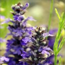 청량산 임도2 이미지