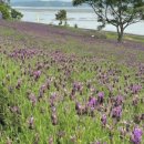 라벤더 민박 이미지