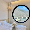 보느몽뜨 이미지