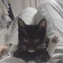 고돌이네 이미지