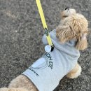 레이 | 앱테크 추천 교보문고, 기프티콘 포인트 쌓기 강아지 산책 앱 라플레이 후기 추천코드