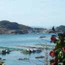 산양일주도로가로수 이미지