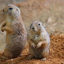 아이필골프 이미지