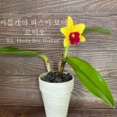 허스키보이