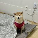 쌍방울애견 | 강아지 겨울 김장조끼 내돈내산 BYC 개리야스 중형견 사이즈