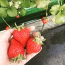 영일농장 이미지