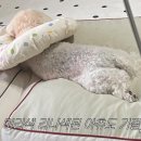 케어덴 동물치과&내과병원 이미지