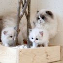 부산고양이분양제나캣 사상점 | 결제프로그램 안내-현금외상분할 납부제도 제나캣