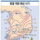 벚꽃 개화 예상 시기 이미지