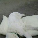 옥구지구대 이미지