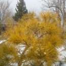 황금수퍼 이미지