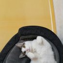 은동이네 이미지