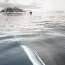 [BGM]흰긴수염고래의 크기 이미지