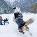 find your dog 이미지