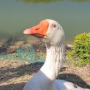 꽁뚜식당 이미지