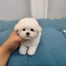 댕스마일