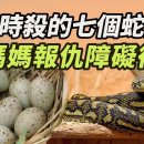 어릴 때 일곱 개의 뱀알 죽였기에 뱀 어미가 복수로 왕생을 가로 막은 이야기 이미지