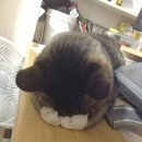 냥이시대 이미지