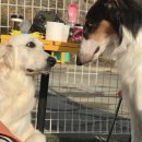 자랑하개 이미지