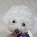 (주)메디플러스솔루션 | 비만견은 관절을 더 신경써야 하니까 메디퍼피 액티브 F로 꾸준히 관리해요!