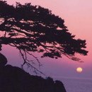 해송 이미지