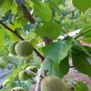 산골복숭아농장 이미지