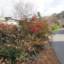 나무뜨락 이미지