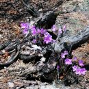 진달래(Korean rhododendron) -경북 군위군 삼국유사면 석산리 아미산에서- 이미지