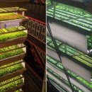 세계농장 이미지