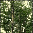 노각나무 재배 이미지