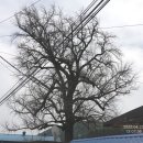 석곡천 | 2022-04-23 평해길 마지막길(8차)에서 30km를 23km로 줄여서 걷다