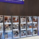 타이니펫 송파헬리오시티점 | 송파 헬리오시티 카페 커피빈 신메뉴 설향 딸기라떼 후기