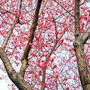 매산등경로당 | 전남 순천 여행 탐매마을 홍매화 명소 봄꽃구경 개화상황과 주차