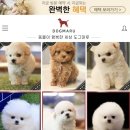 도그마루 이미지